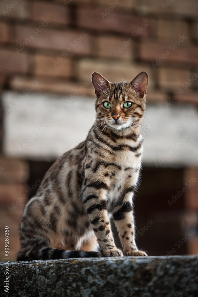 Obraz premium Bengal in old House