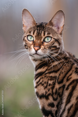 Bengal Cat Outdoor Portrait