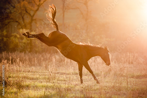 Foal freaking out