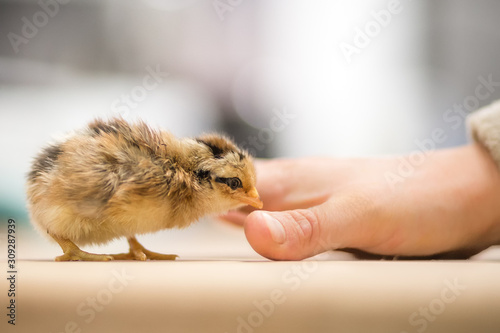 Chicken Chick © Andreas Krappweis