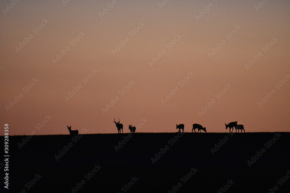 Sunset with deer on field