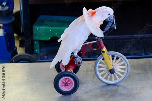 Obraz na płótnie Parrot w salonie