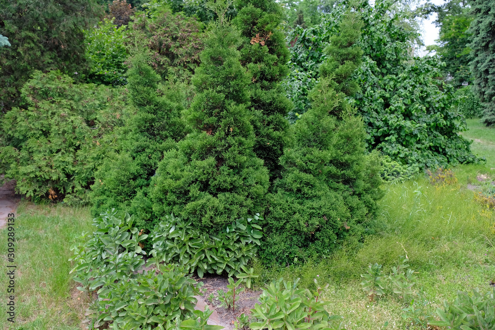 Green leaves of thuja tree background. Green thuja western Kolumna. Evergreen conifer, Platycladus orientalis, Chinese thuja in the park