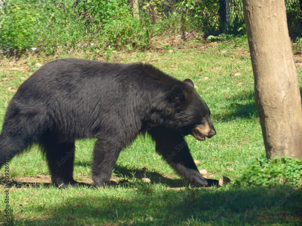 Black bear walking in natural environment Michigan