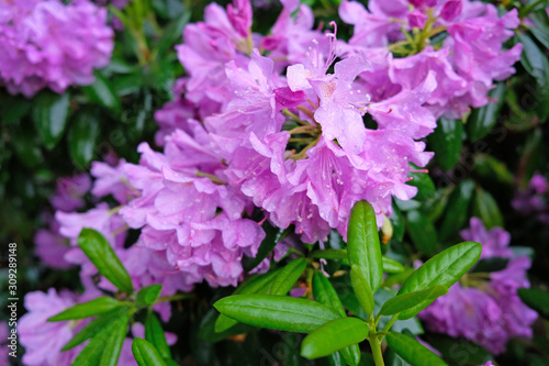 A large bush blooming Rhododendron in the botanical garden. Many pink flowers Rhododendron, beautiful background.