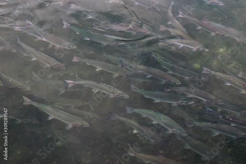 Pink salmon ( Oncorhynchus gorbuscha ) goes to spawn. Sea of Okhotsk, bay of Happiness. Khabarovsk region, far East, Russia.