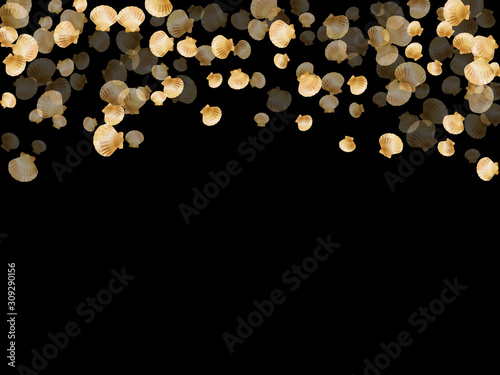 Aquarium scallop, bivalve pearl shell, marine mollusk isolated on black wild life nature background. 