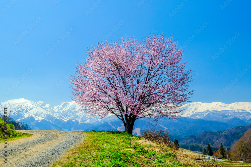 27 Best 野平の一本桜 Images Stock Photos Vectors Adobe Stock