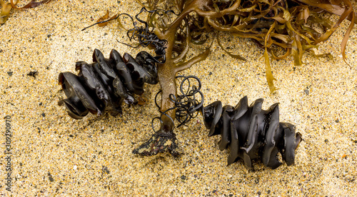 Two spiral shark eggs from the shark family Heterodontidae washed up attached to seaweed found on beach. Port Jackson Shark, Heterodontus portusjacksoni, or Crested Horn Shark Heterodontus galeatus photo