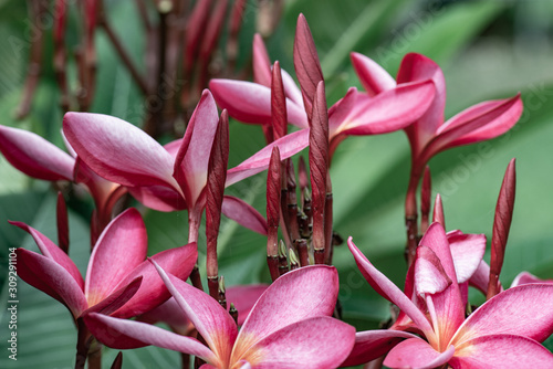 Pink plumeria flowers with natural background photo