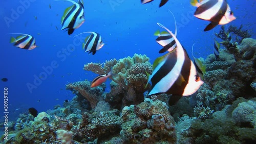 Tropical Reef Underwater Life. Underwater tropical banner-fish (Heniochus diphreutes). Underwater fish reef marine. Hard coral table coral. Tropical colourful underwater seascape. Reef coral scene. photo