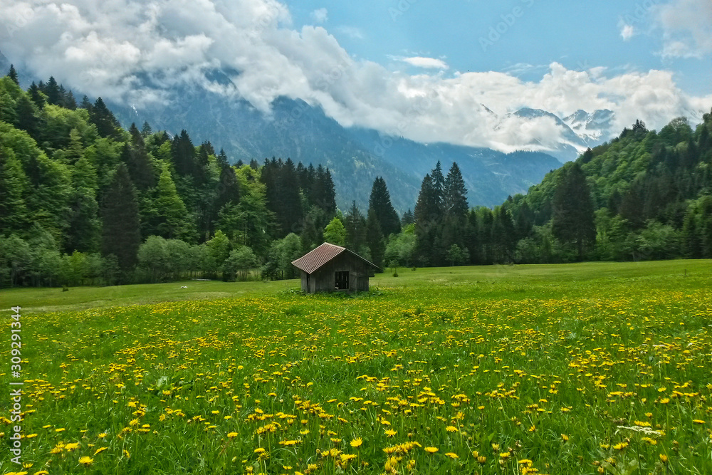alpine mountain shelter with Dandelion Meadow in the Alps, Allgäu, Bavaria, Germany alpine mountain shelter with Dandelion Meadow in the Alps, Allgäu, Bavaria, Germany