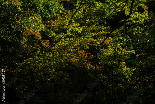 秋・紅葉と木漏れ日 