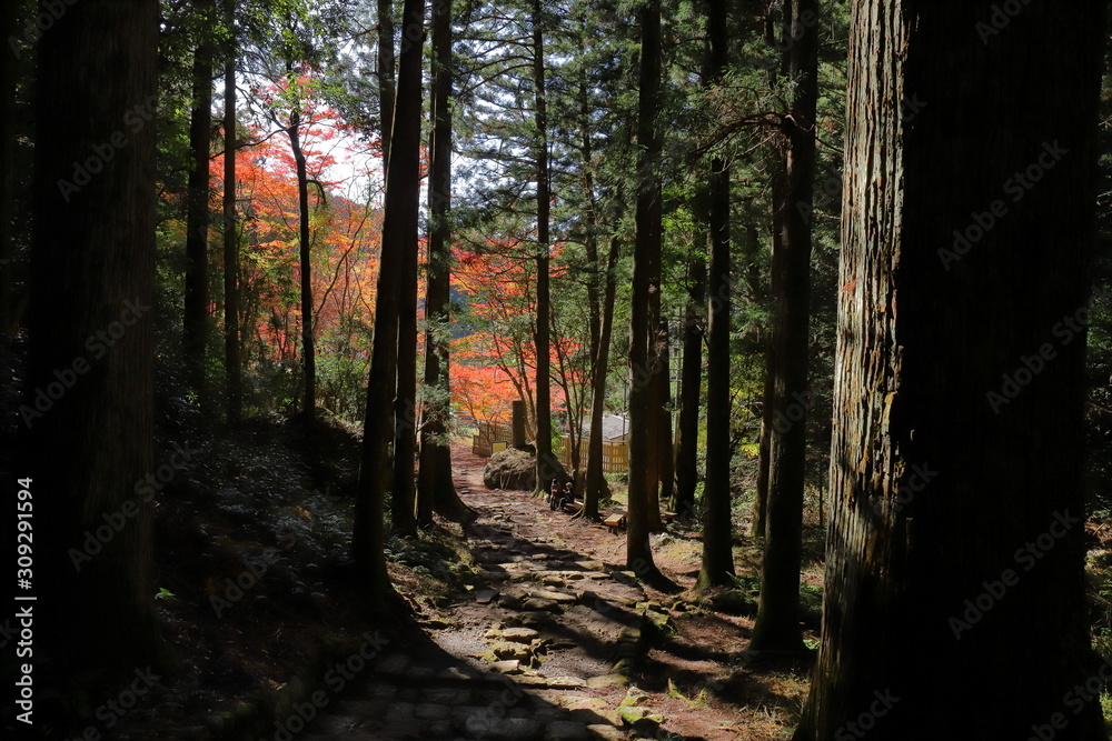 Obraz premium 秋の参道