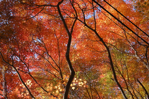 紅葉