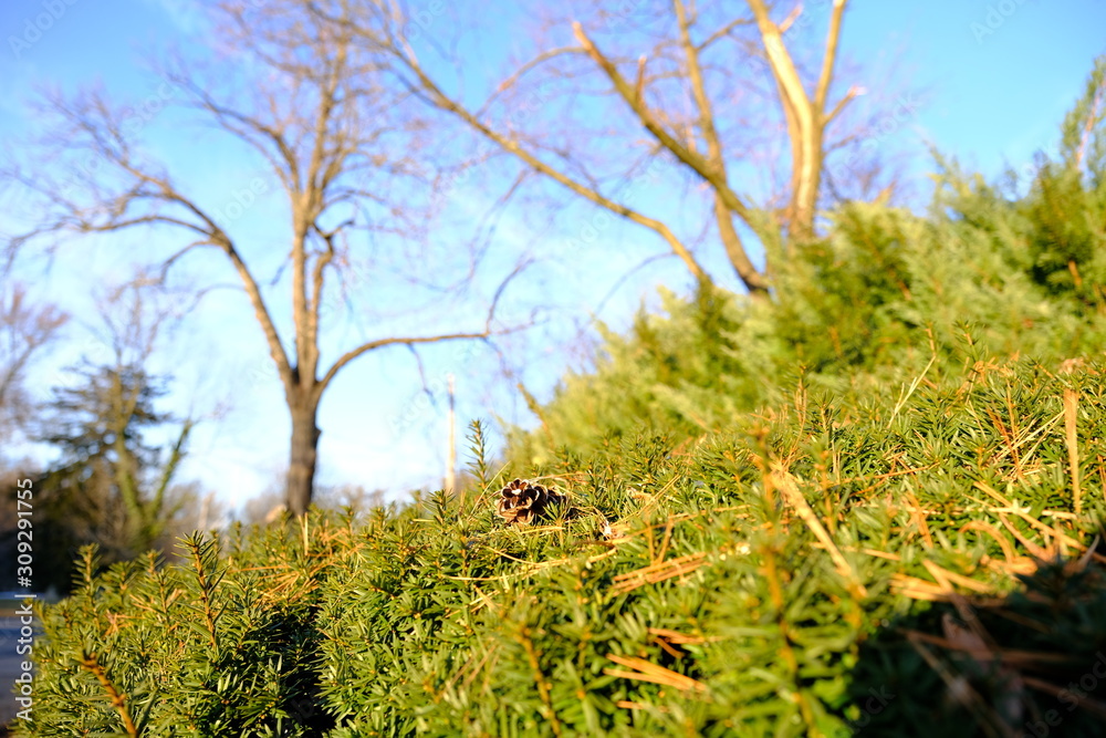 Pine cone