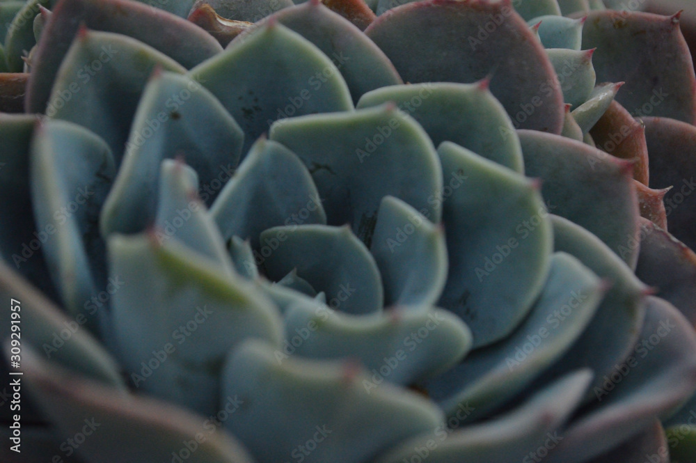 Obraz premium planta azul