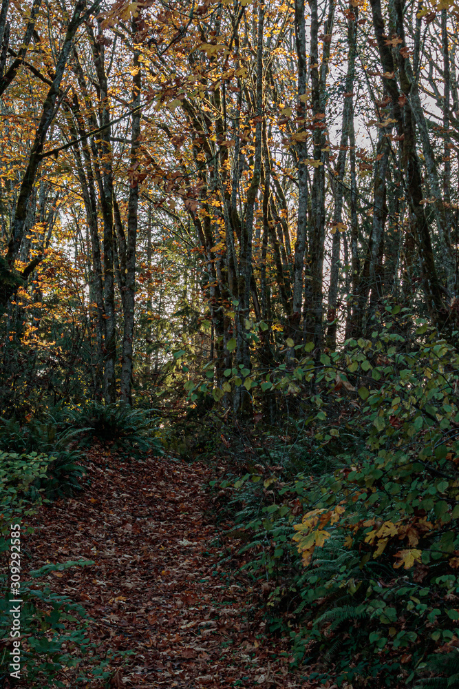 Fototapeta premium golden changing maple leaves in fall over woodland cleared path