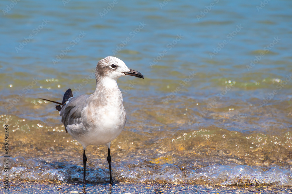 Laughing Gull (Leucophaeus Atricilla) standing/ hunting/ foraging on seashore. Hungry animal in search of prey in shallow ocean/ sea water, for food. Black bill, white & grey plumage, dark primaries. Laughing Gull (Leucophaeus Atricilla) standing/ hunting/ foraging on seashore. Hungry animal in search of prey in shallow ocean/ sea water, for food. Black bill, white & grey plumage, dark primaries.
