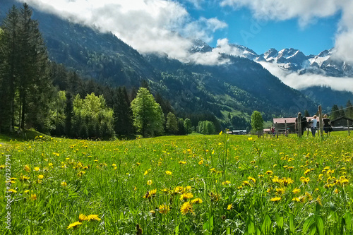stroller on trail along side blooming meadow with mountain panorama view, Allgäu Alps, Bavaria, Germany © Martin Grimm