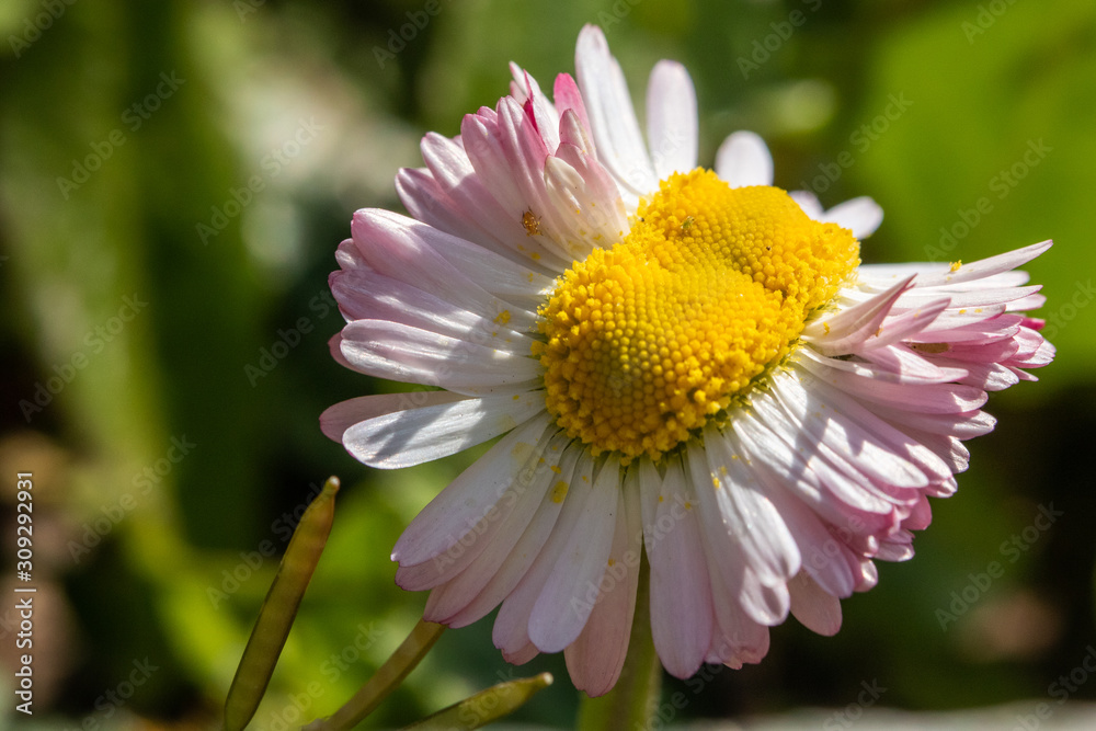 Obraz premium Flower