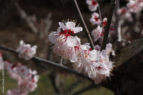 梅の花　豊後 photo