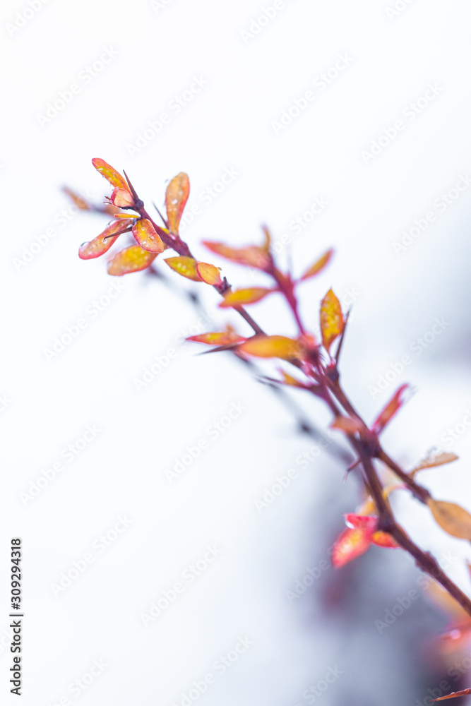 bush leaves covered with hoarfrost and ice on blurred background bush leaves covered with hoarfrost and ice on blurred background