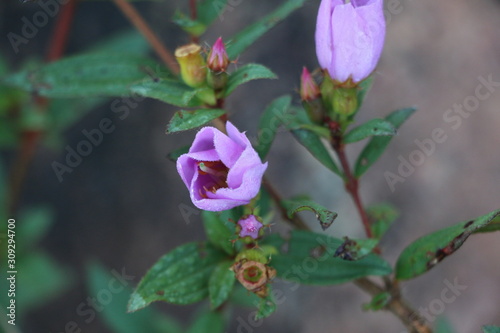 opening purple flower with hairs