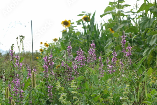 amazing colors of plants in nature and yellow sunflowers