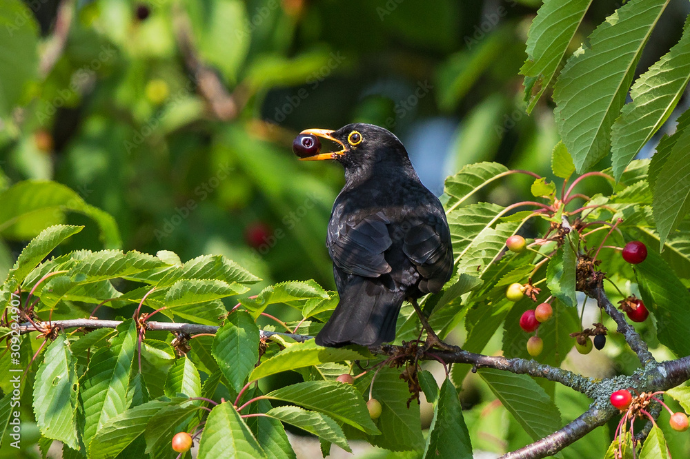 Fototapeta premium Common Blackbird (Turdus merula) male feeding in cherry tree, Bavaria, Germany