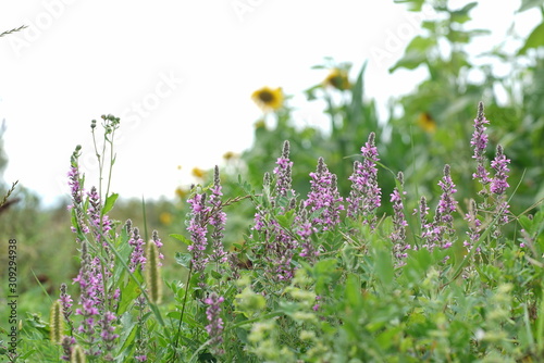 amazing colors of plants in nature and yellow sunflowers