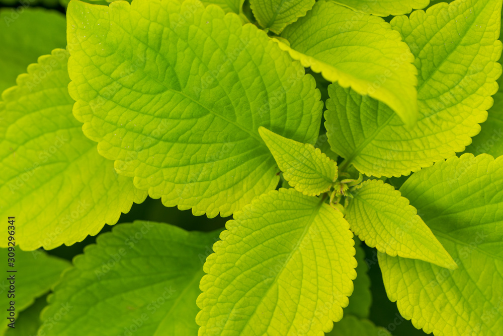 Background of vibrant green leaves Background of vibrant green leaves
