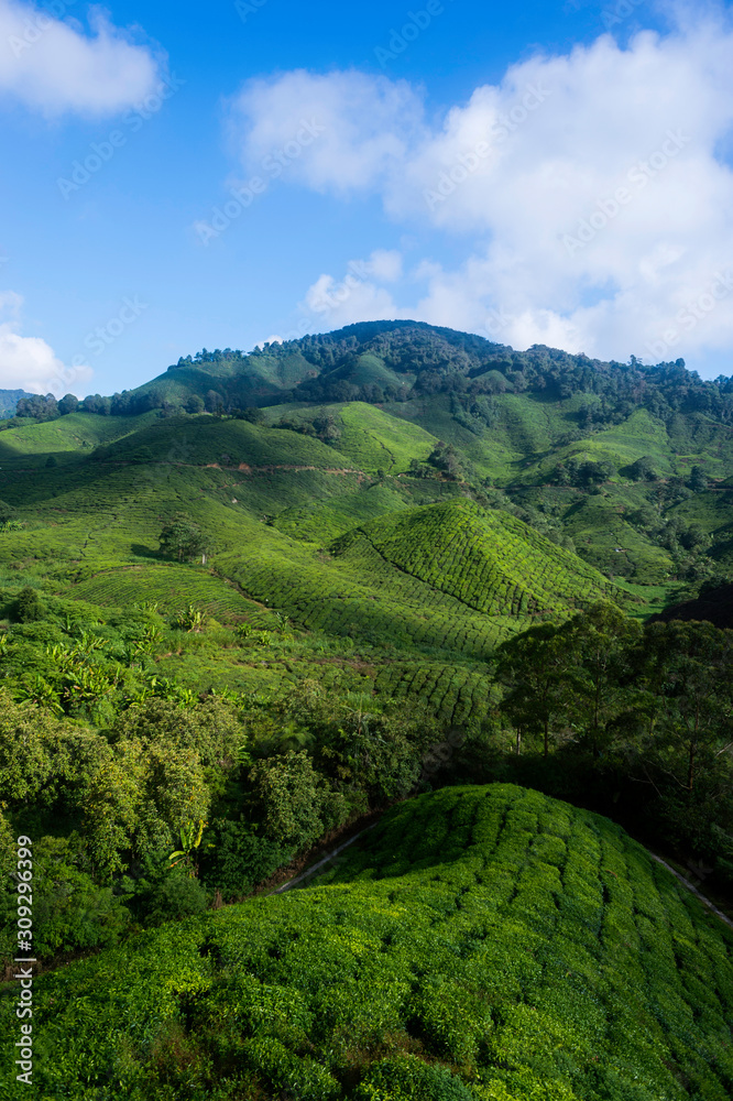 Early Morning View at The Tea Valley in Cameron Highlands Malays