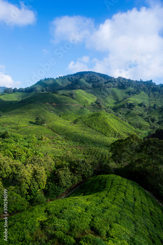 Early Morning View at The Tea Valley in Cameron Highlands Malays