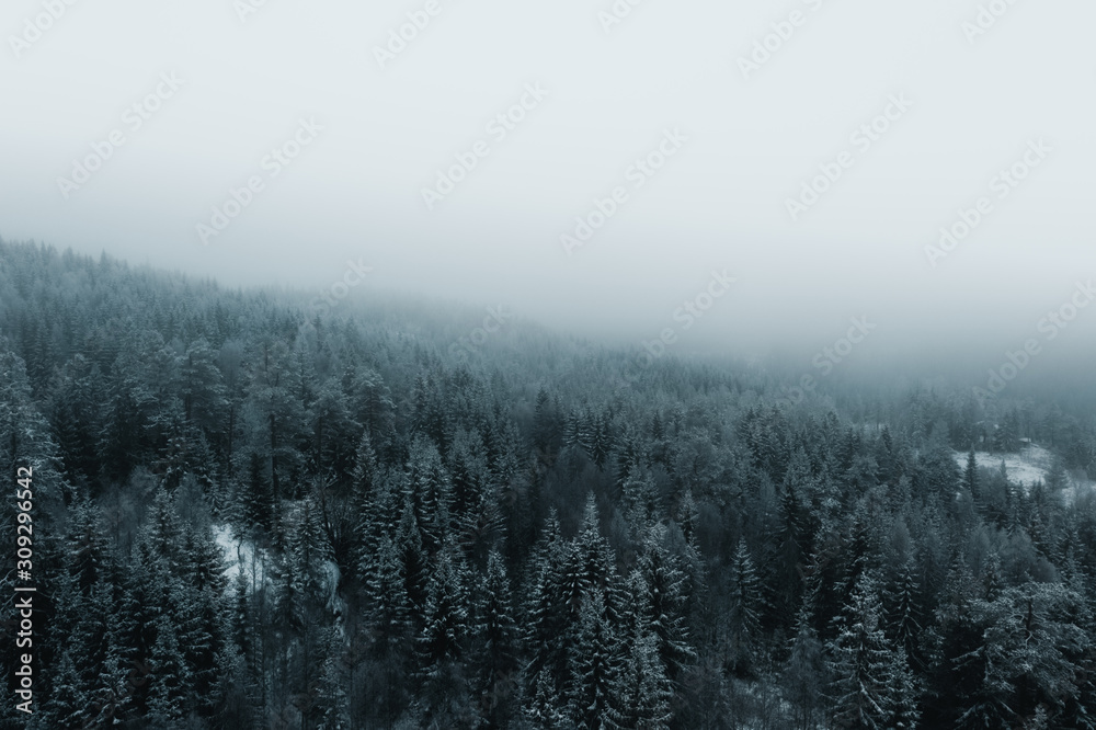 winter trees in norway, drone shot with snowy trees and mist 