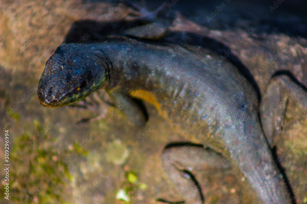 Foto de gekko, reptilia, animal, naturaleza, fauna, salamandra,  inhospitalario, anfíbio, café, animal, close-up, verde, scincidae,  close-up, cola, al aire libre, balanza, ocular, negro, dragones, macro do  Stock | Adobe Stock