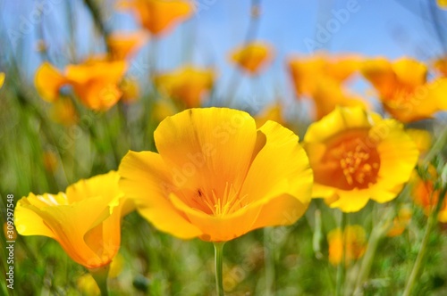 Yellow Poppy Field