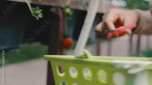 Beautiful natural strawberry farm, green garden at Cameron Highlands, Malaysia. Visitors able to self pluck the strawberry fruit using scissor, eat it fresh. Big strawberry farm industry in Malaysia.