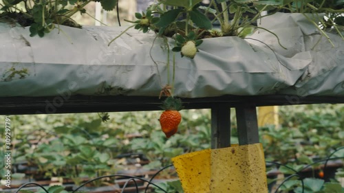 Beautiful natural strawberry farm, green garden at Cameron Highlands, Malaysia. Visitors able to self pluck the strawberry fruit using scissor, eat it fresh. Big strawberry farm industry in Malaysia.