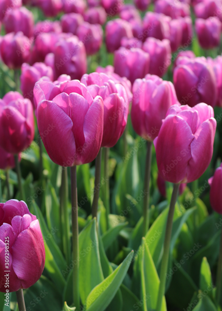 Fototapeta premium Pink tulips in the garden
