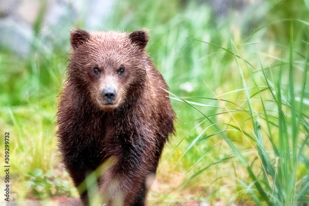 Spring bear cub walking through the grass