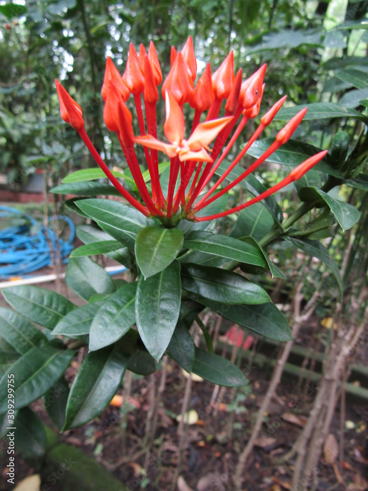 Obraz premium Close up of bouquet Beautiful Pink Orange Bunga Soka or Asoka or King Ixora flower chinensis blooming in garden. Red spike flower, Rubiaceae, Ixora coccinea, soka, ki soka, pechah priok todong periok