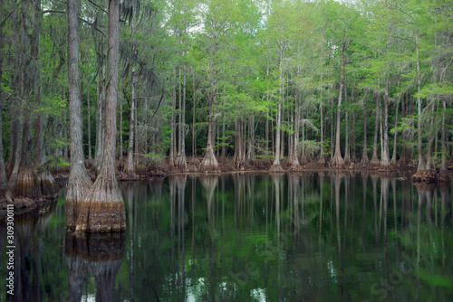 Cypress trees in Florida swamp photo