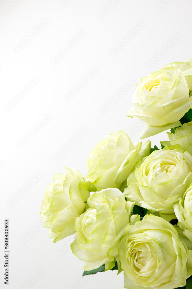Fototapeta premium 白薔薇
