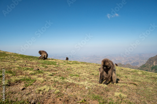 Baboons in the Simien Mountains Nationalpark in northern Ethiopia