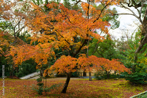 紅葉するモミジ