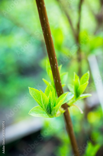 New leaves of hydrangea in the garden. Shallow depth of field.