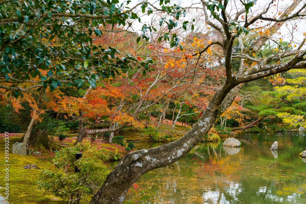 庭園の池と松