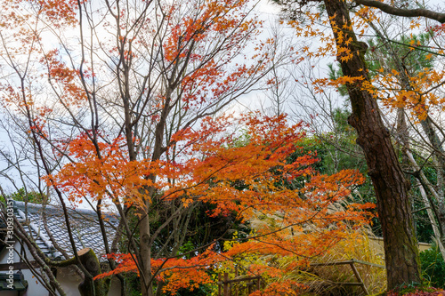 紅葉するモミジ