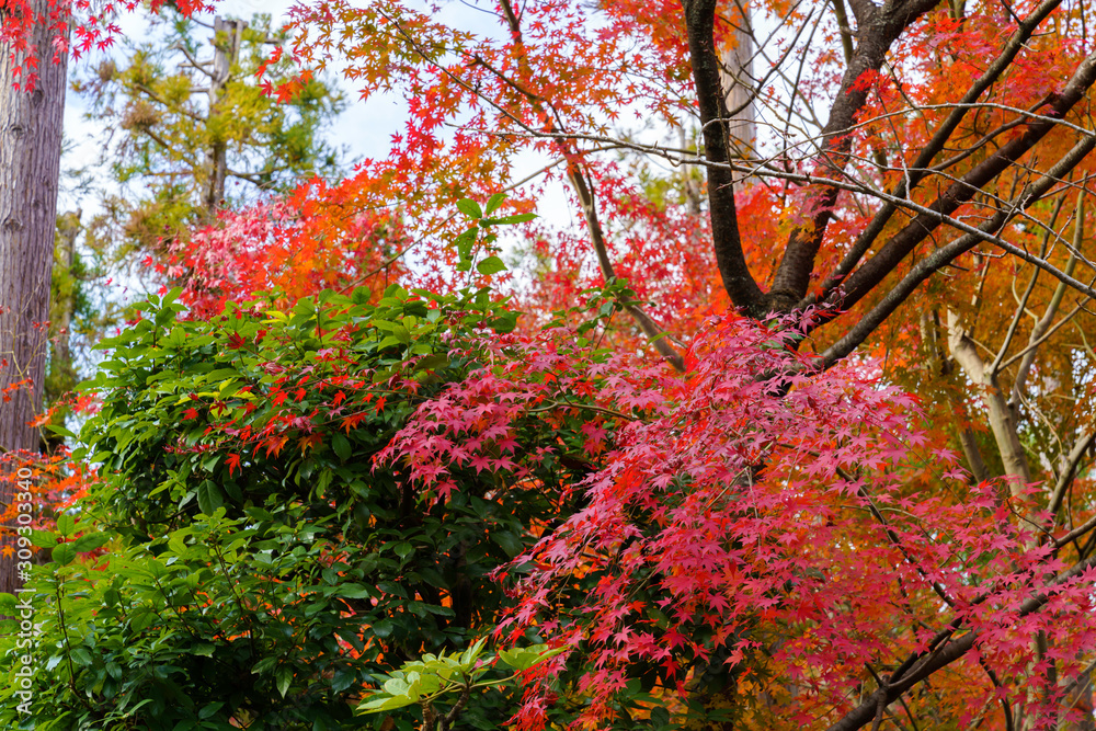 紅葉するモミジ